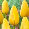 12/+ Cm, Single Late Yellow Big Smile Tulip Flower Bulbs (Bag Of 25) 1 12/+ Cm, Single Late Yellow Big Smile Tulip Flower Bulbs (Bag Of 25) -J Parkers Garden Store garden state bulb flower bulbs ecf 54 25 01 64 1000