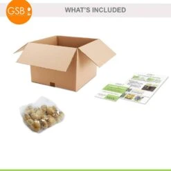 12/+ Cm, Single Late Yellow Big Smile Tulip Flower Bulbs (Bag Of 25) -J Parkers Garden Store garden state bulb flower bulbs ecf 54 25 01 fa 1000