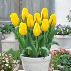12/ Plus Cm, Single Late Yellow Big Smile Tulip Flower Bulbs (Bag Of 250) -J Parkers Garden Store garden state bulb flower bulbs ecf 54 250 10 31 1000