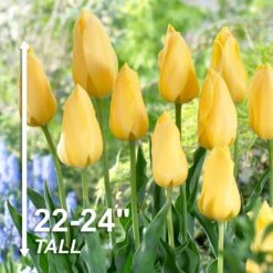 12/ Plus Cm, Single Late Yellow Big Smile Tulip Flower Bulbs (Bag Of 250) -J Parkers Garden Store garden state bulb flower bulbs ecf 54 250 10 4f 1000