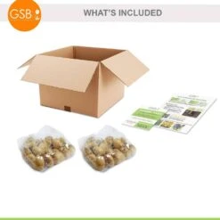 12/+ Cm, Single Late Yellow Big Smile Tulip Flower Bulbs (Bag Of 50) -J Parkers Garden Store garden state bulb flower bulbs ecf 54 50 02 76 1000