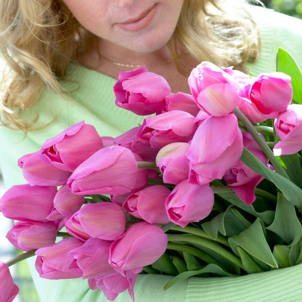 12/+ Cm, Triumph Don Quichotte Tulip Flower Bulbs (Bag Of 25) 10 12/+ Cm, Triumph Don Quichotte Tulip Flower Bulbs (Bag Of 25) - Image 8