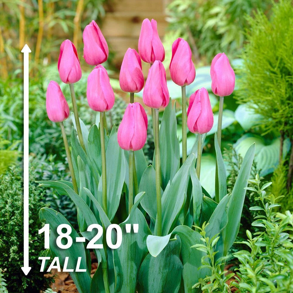 12/+ Cm, Triumph Don Quichotte Tulip Flower Bulbs (Bag Of 25) 5 12/+ Cm, Triumph Don Quichotte Tulip Flower Bulbs (Bag Of 25) - Image 3