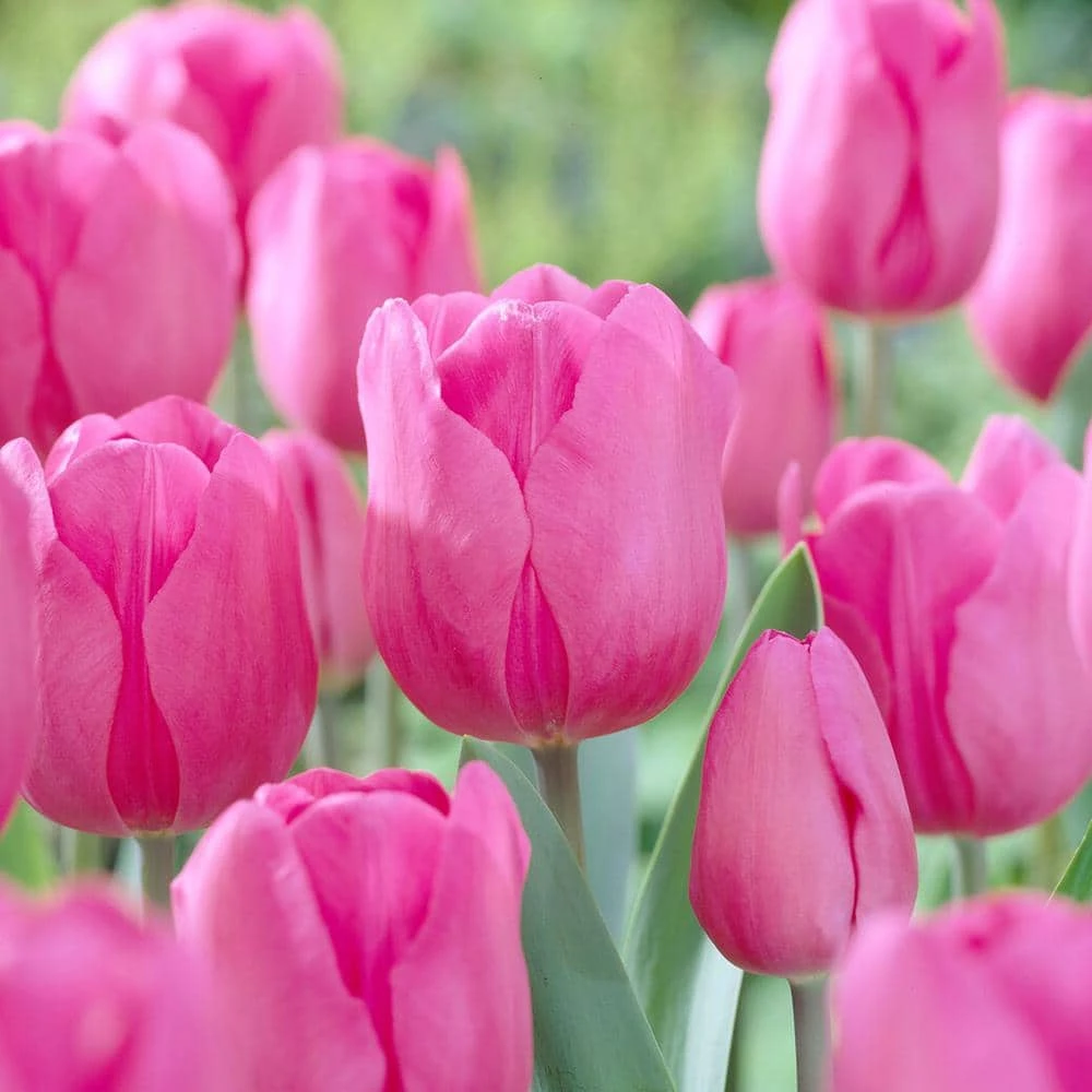 12/+ Cm, Triumph Don Quichotte Tulip Flower Bulbs (Bag Of 25) 3 12/+ Cm, Triumph Don Quichotte Tulip Flower Bulbs (Bag Of 25)