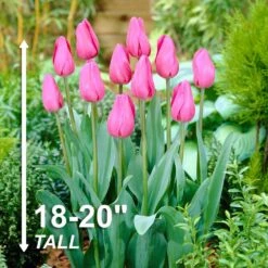 12/ Plus Cm, Triumph Don Quichotte Tulip Flower Bulbs (Bag Of 250) -J Parkers Garden Store garden state bulb flower bulbs ecf 55 250 10 4f 1000