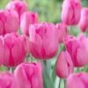 12/ Plus Cm, Triumph Don Quichotte Tulip Flower Bulbs (Bag Of 250) 1 12/ Plus Cm, Triumph Don Quichotte Tulip Flower Bulbs (Bag Of 250) -J Parkers Garden Store garden state bulb flower bulbs ecf 55 250 10 64 1000