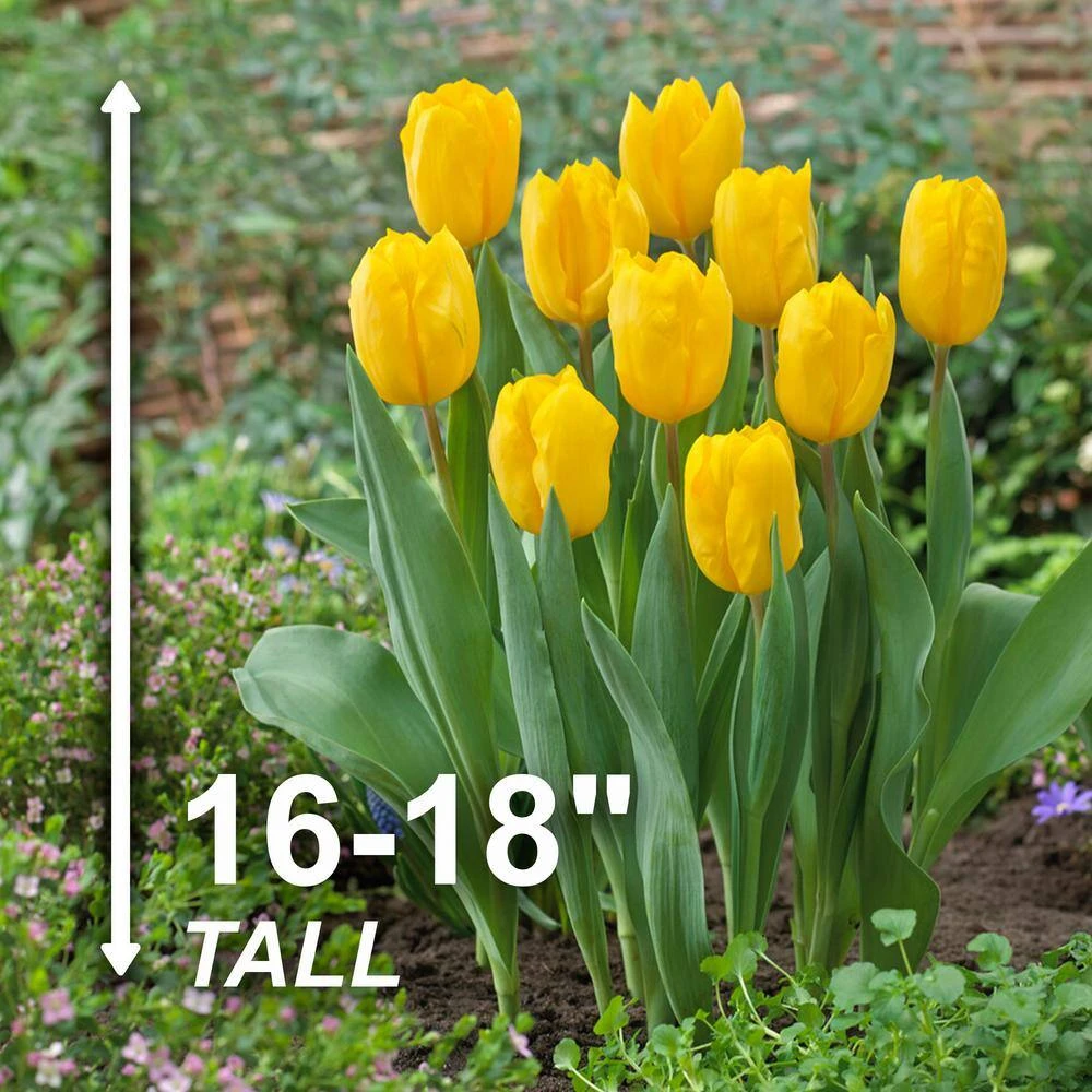 12/ Plus Cm, Triumph Yellow Strong Gold Tulip Flower Bulbs (Bag Of 25) 5 12/ Plus Cm, Triumph Yellow Strong Gold Tulip Flower Bulbs (Bag Of 25) - Image 3
