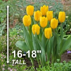 12/ Plus Cm, Triumph Yellow Strong Gold Tulip Flower Bulbs (Bag Of 250) -J Parkers Garden Store garden state bulb flower bulbs ecf 56 250 10 4f 1000