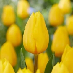 12/ Plus Cm, Triumph Yellow Strong Gold Tulip Flower Bulbs (Bag Of 50)