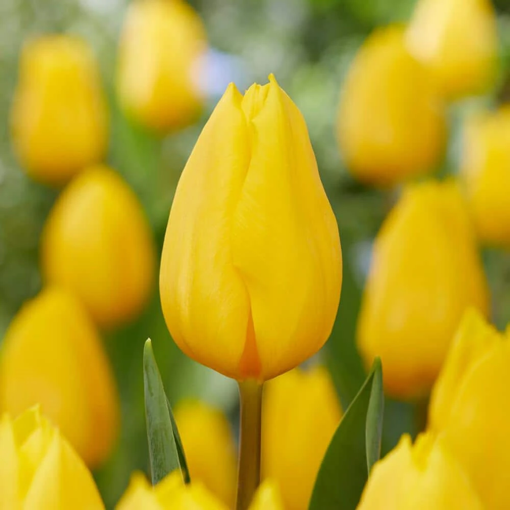 12/ Plus Cm, Triumph Yellow Strong Gold Tulip Flower Bulbs (Bag Of 50) 3 12/ Plus Cm, Triumph Yellow Strong Gold Tulip Flower Bulbs (Bag Of 50)