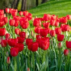 12/+ Cm, Triumph Strong Love Red Tulip Flower Bulbs (Bag Of 25) 17 12/+ Cm, Triumph Strong Love Red Tulip Flower Bulbs (Bag Of 25) -J Parkers Garden Store garden state bulb flower bulbs ecf 57 25 01 31 1000