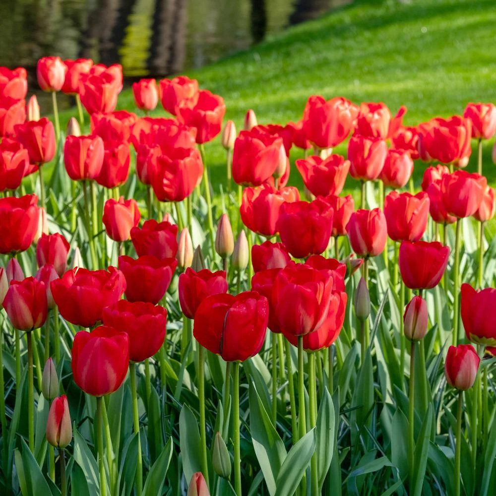 12/ Plus Cm, Triumph Strong Love Red Tulip Flower Bulbs (Bag Of 250) 10 12/ Plus Cm, Triumph Strong Love Red Tulip Flower Bulbs (Bag Of 250) - Image 8