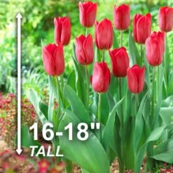 12/ Plus Cm, Triumph Strong Love Red Tulip Flower Bulbs (Bag Of 250) 12 12/ Plus Cm, Triumph Strong Love Red Tulip Flower Bulbs (Bag Of 250) -J Parkers Garden Store garden state bulb flower bulbs ecf 57 250 10 4f 1000