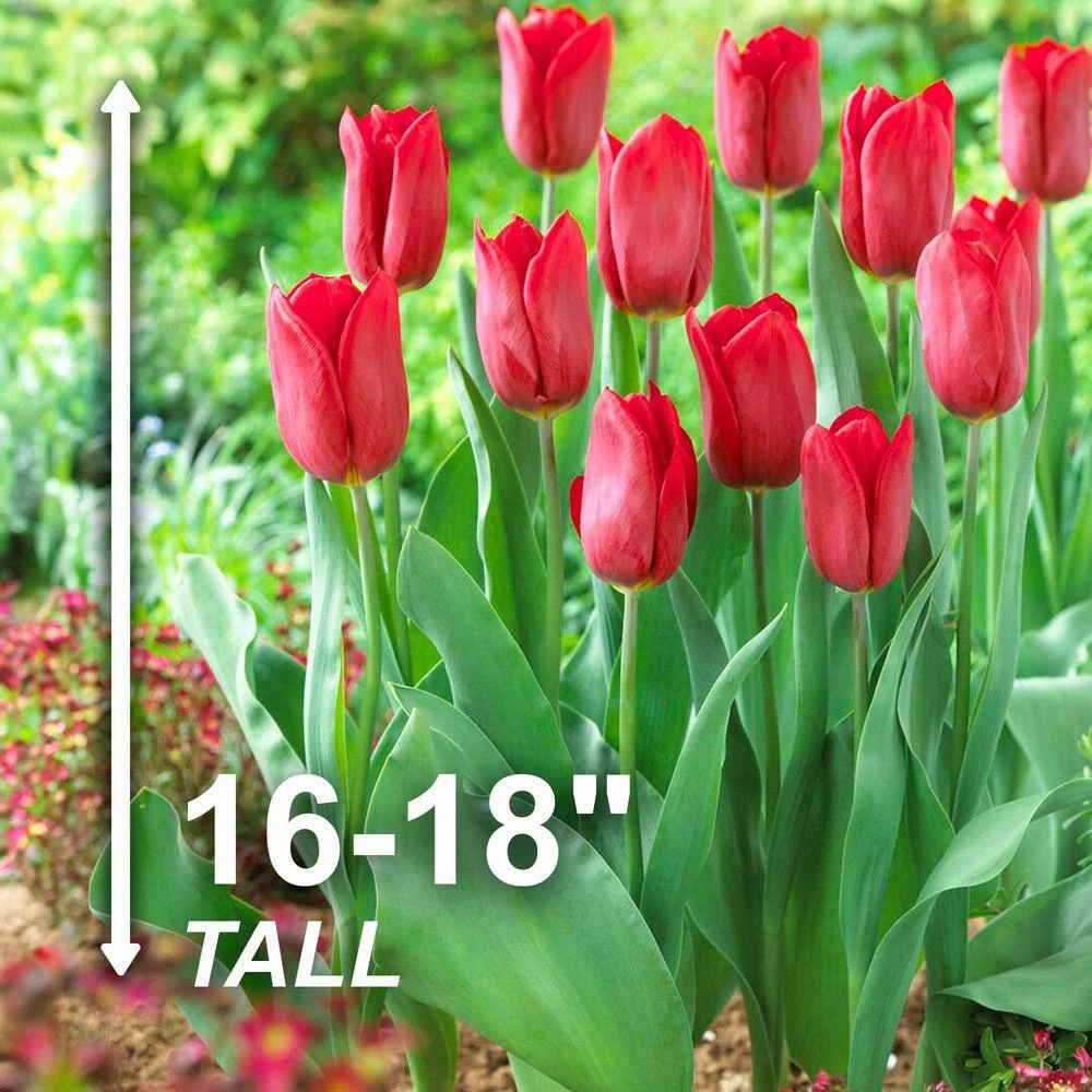 12/ Plus Cm, Triumph Strong Love Red Tulip Flower Bulbs (Bag Of 250) 5 12/ Plus Cm, Triumph Strong Love Red Tulip Flower Bulbs (Bag Of 250) - Image 3