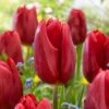 12/ Plus Cm, Triumph Strong Love Red Tulip Flower Bulbs (Bag Of 250)