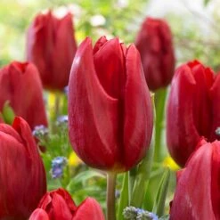 12/ Plus Cm, Triumph Strong Love Red Tulip Flower Bulbs (Bag Of 250)
