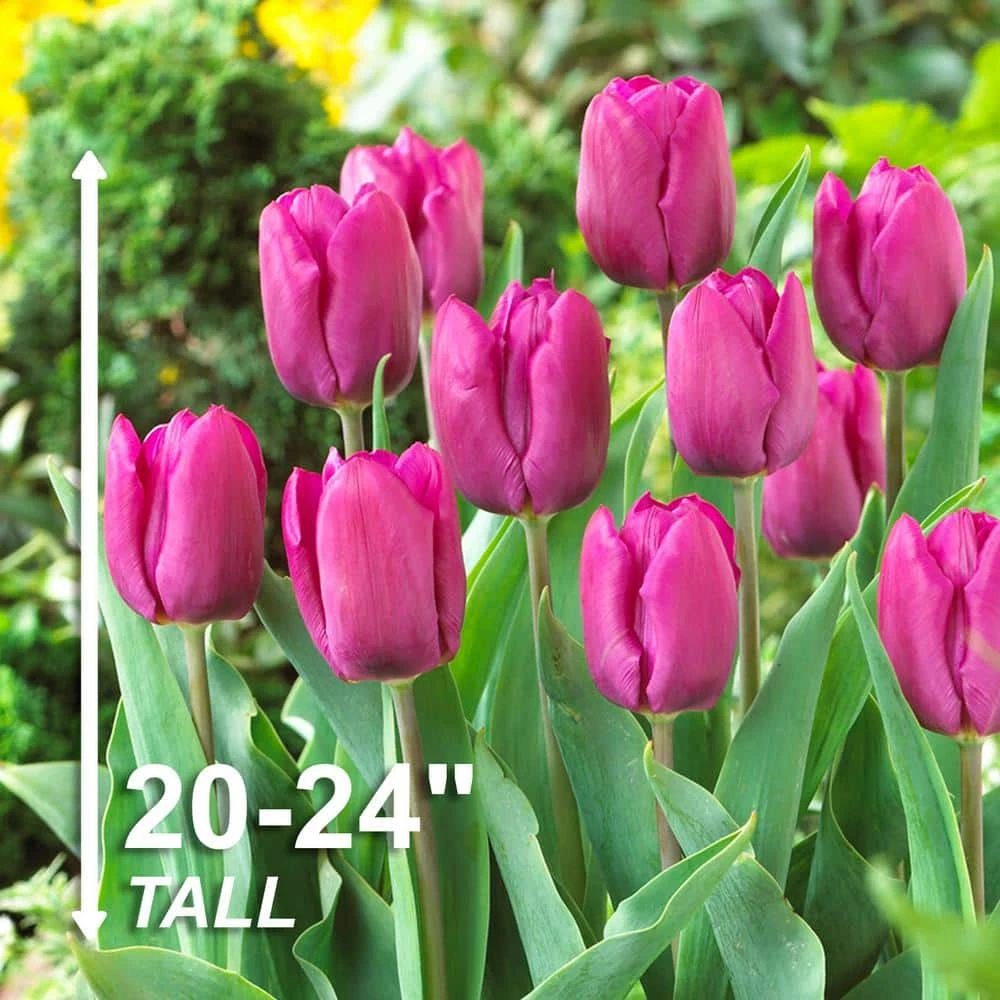 12/ Cm, Purple Prince Single Early Tulip Flower Bulbs (Bag Of 25) 5 12/ Cm, Purple Prince Single Early Tulip Flower Bulbs (Bag Of 25) - Image 3