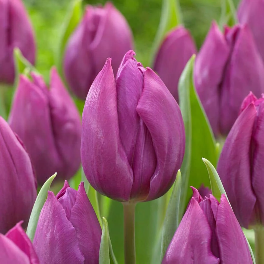 12/ Cm, Purple Prince Single Early Tulip Flower Bulbs (Bag Of 25) 3 12/ Cm, Purple Prince Single Early Tulip Flower Bulbs (Bag Of 25)