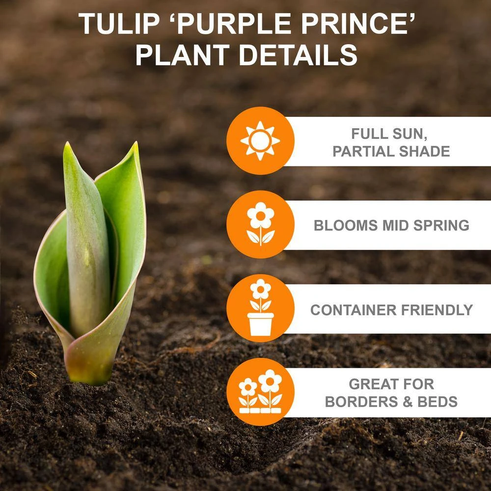 12/ Cm, Purple Prince Single Early Tulip Flower Bulbs (Bag Of 25) 4 12/ Cm, Purple Prince Single Early Tulip Flower Bulbs (Bag Of 25) - Image 2