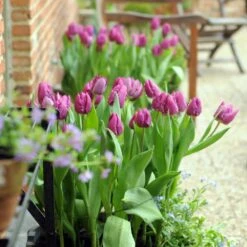 12/Plus Cm, Purple Prince Single Early Tulip Flower Bulbs (Bag Of 250) -J Parkers Garden Store garden state bulb flower bulbs ecf 58 250 10 31 1000