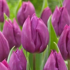 12/Plus Cm, Purple Prince Single Early Tulip Flower Bulbs (Bag Of 250)