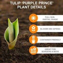 12/+ Cm, Purple Prince Single Early Tulip Flower Bulbs (Bag Of 50) -J Parkers Garden Store garden state bulb flower bulbs ecf 58 50 02 c3 1000
