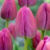 12/ Plus Cm, Darwin Hybrid Purple Pride Tulip Flower Bulbs (Bag Of 25) -J Parkers Garden Store garden state bulb flower bulbs ecf 59 25 01 64 1000