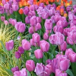 12/ Plus Cm, Darwin Hybrid Purple Pride Tulip Flower Bulbs (Bag Of 250) -J Parkers Garden Store garden state bulb flower bulbs ecf 59 250 10 31 1000