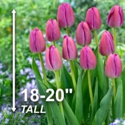 12/ Plus Cm, Darwin Hybrid Purple Pride Tulip Flower Bulbs (Bag Of 50) -J Parkers Garden Store garden state bulb flower bulbs ecf 59 50 02 4f 1000