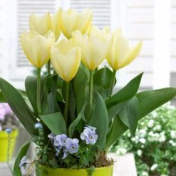 12/ Plus Cm, Fosteriana White Emperor Tulip Flower Bulbs (Bag Of 250) 17 12/ Plus Cm, Fosteriana White Emperor Tulip Flower Bulbs (Bag Of 250) -J Parkers Garden Store garden state bulb flower bulbs ecf 60 250 10 31 1000