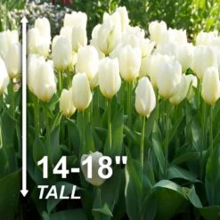 12/ Plus Cm, Fosteriana White Emperor Tulip Flower Bulbs (Bag Of 250) 12 12/ Plus Cm, Fosteriana White Emperor Tulip Flower Bulbs (Bag Of 250) -J Parkers Garden Store garden state bulb flower bulbs ecf 60 250 10 4f 1000