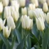 12/ Plus Cm, Fosteriana White Emperor Tulip Flower Bulbs (Bag Of 50) -J Parkers Garden Store garden state bulb flower bulbs ecf 60 50 02 64 1000