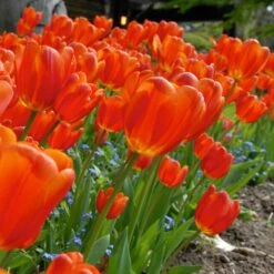 12/+ Cm, Triumph Orange Juice Tulip Flower Bulbs (Bag Of 100) 17 12/+ Cm, Triumph Orange Juice Tulip Flower Bulbs (Bag Of 100) -J Parkers Garden Store garden state bulb flower bulbs ecf 61 100 04 31 1000