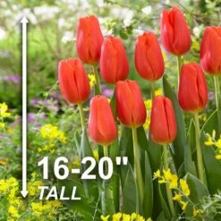 12/+ Cm, Triumph Orange Juice Tulip Flower Bulbs (Bag Of 100) 12 12/+ Cm, Triumph Orange Juice Tulip Flower Bulbs (Bag Of 100) -J Parkers Garden Store garden state bulb flower bulbs ecf 61 100 04 4f 1000