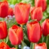 12/+ Cm, Triumph Orange Juice Tulip Flower Bulbs (Bag Of 100) -J Parkers Garden Store garden state bulb flower bulbs ecf 61 100 04 64 1000