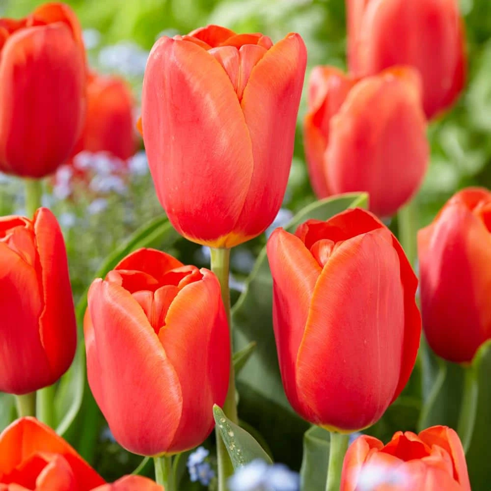 12/+ Cm, Triumph Orange Juice Tulip Flower Bulbs (Bag Of 100) 3 12/+ Cm, Triumph Orange Juice Tulip Flower Bulbs (Bag Of 100)