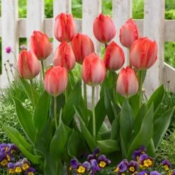 12/ Cm, Darwin Hybrid Orange Van Eijk Tulip Flower Bulbs (Bag Of 25) -J Parkers Garden Store garden state bulb flower bulbs ecf 62 25 01 31 1000