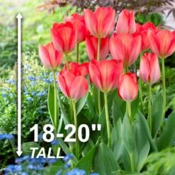 12/ Cm, Darwin Hybrid Orange Van Eijk Tulip Flower Bulbs (Bag Of 25) -J Parkers Garden Store garden state bulb flower bulbs ecf 62 25 01 4f 1000
