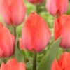 12/+ Cm, Darwin Hybrid Orange Van Eijk Tulip Flower Bulbs (Bag Of 250) -J Parkers Garden Store garden state bulb flower bulbs ecf 62 250 10 64 1000