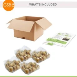 12/+ Cm, El Nino Single Late Tulip Flower Bulbs (Bag Of 100) -J Parkers Garden Store garden state bulb flower bulbs ecf 63 100 04 76 1000