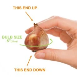 12/ Cm, El Nino Single Late Tulip Flower Bulbs (Bag Of 25) -J Parkers Garden Store garden state bulb flower bulbs ecf 63 25 01 1f 1000