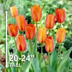 12/ Cm, El Nino Single Late Tulip Flower Bulbs (Bag Of 25) -J Parkers Garden Store garden state bulb flower bulbs ecf 63 25 01 4f 1000