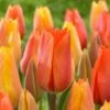 12/ Cm, El Nino Single Late Tulip Flower Bulbs (Bag Of 25)