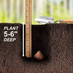 12/Plus Cm, El Nino Tulip Single Late Flower Bulbs (Bag Of 250) -J Parkers Garden Store garden state bulb flower bulbs ecf 63 250 10 44 1000