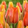 12/Plus Cm, El Nino Tulip Single Late Flower Bulbs (Bag Of 250) -J Parkers Garden Store garden state bulb flower bulbs ecf 63 250 10 64 1000