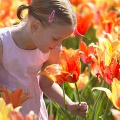 12/Plus Cm, El Nino Single Late Tulip Flower Bulbs (Bag Of 50) -J Parkers Garden Store garden state bulb flower bulbs ecf 63 50 02 31 1000