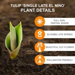 12/Plus Cm, El Nino Single Late Tulip Flower Bulbs (Bag Of 50) -J Parkers Garden Store garden state bulb flower bulbs ecf 63 50 02 c3 1000