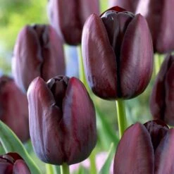 12/Plus Cm, Queen Of The Night Single Late Tulip Bulbs (Bag Of 100)