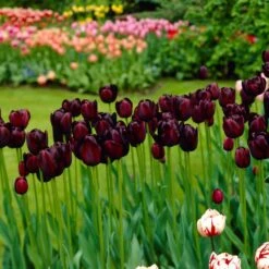 12/+ Cm, Queen Of The Night Single Late Tulip Flower Bulbs (Bag Of 50) -J Parkers Garden Store garden state bulb flower bulbs ecf 64 50 02 31 1000