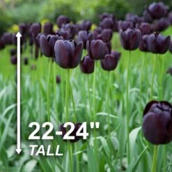 12/+ Cm, Queen Of The Night Single Late Tulip Flower Bulbs (Bag Of 50) -J Parkers Garden Store garden state bulb flower bulbs ecf 64 50 02 4f 1000
